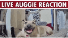 a picture of a dog with the words live auggie reaction on the bottom