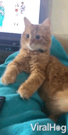 Grooming Cleaning GIF