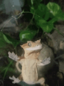Crested Gecko GIF - Crested Gecko Reptile GIFs
