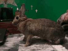 Bunny Rabbit GIF - Bunny Rabbit Thumper GIFs