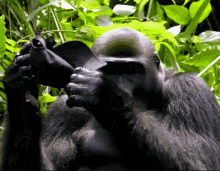 Ez Gorilla GIF - Ez Gorilla Ape GIFs