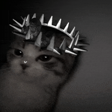 a black and white photo of a cat wearing a crown of spikes on its head