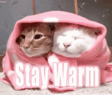 stay warm cats snuggle cuddle warm