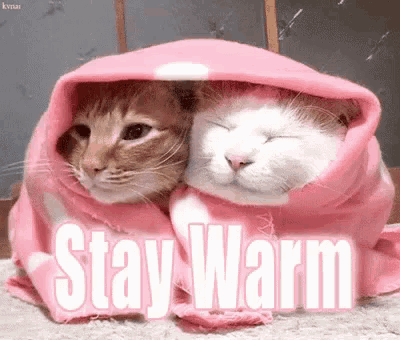 https://media.tenor.com/PnSX40dfZisAAAAe/stay-warm-cats.png