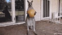 Playtimesover Kangaroo GIF - Playtimesover Kangaroo GIFs