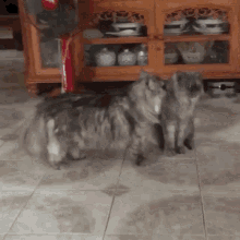 two cats are standing next to each other in front of a cabinet