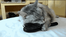 This All I Need Cat GIF - This All I Need Cat Kitty GIFs
