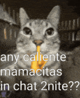 a cat with a yellow object in its mouth with the words any caliente mamacitas in chat 2nite written below it