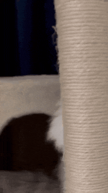 a cat is playing with a scratching post in a cat tree