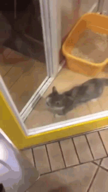 Kitten Dancing GIF - Kitten Dancing Glass Door GIFs