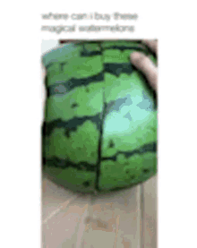 Watermelon Cute GIF - Watermelon Cute Husky GIFs