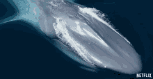 whale blowhole water breathing ocean