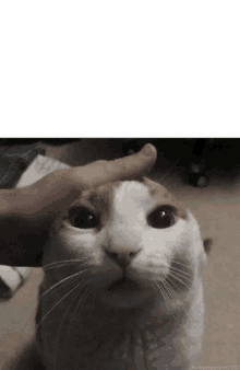 Pet Cat Meme GIF