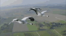 birds ducks migration