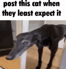 Post This Cat When They Least Expect It Cat Dog GIF - Post This Cat When They Least Expect It Cat Dog Dog Cat GIFs