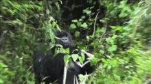 Hmm Gorilla GIF - Hmm Gorilla Zoom GIFs