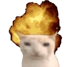 a cat with an explosion in its head