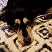 a black and brown dog laying on a rug with a geometric pattern