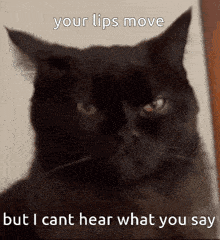 Wish You Were Here Cat GIF