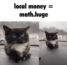Cat Money GIF