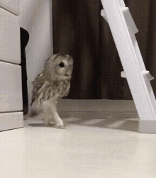 Owl Hop GIF - Owl Hop Pet GIFs