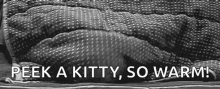 Cat Blanket GIF - Cat Blanket Peek GIFs