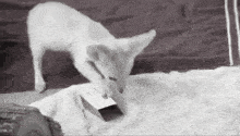 a black and white photo of a white fox playing with a cardboard box .