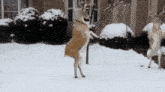 Deer Dancing GIF - Deer Dancing Snow GIFs