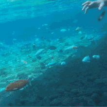 Ikan Kembung Dari Bogor Jo Kampret GIF