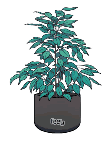 plant pflanze feey
