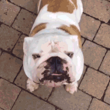 Not Happy Bulldog GIF - Not Happy Bulldog Pet GIFs