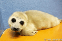 a seal puppy is laying on a yellow surface with otoba aquarium written on it