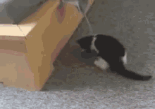 Scaredy Cat GIF - Scared Cat Pants GIFs