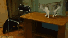 Cat Fail GIF - Cat Fail Animal GIFs