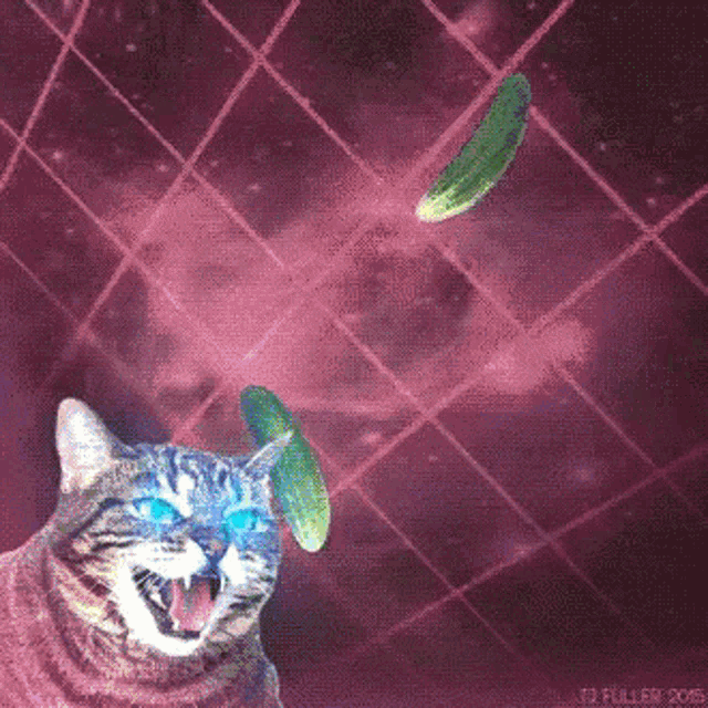 cat-laser-pickle-image