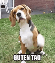 Beagle Sagt Hallo GIF - Guten Tag Beagle Hund GIFs