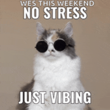 a cat wearing sunglasses with the words wes this weekend no stress just vibing