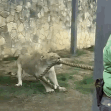 Lioness Pull GIF - Lioness Pull Rope GIFs