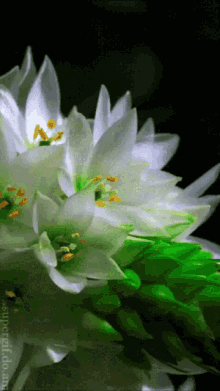 Blooming Flower Animated Gif GIFs | Tenor