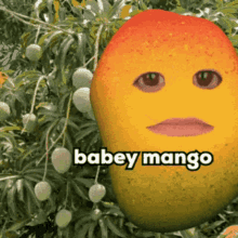 mango mangoes fruit