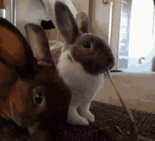 Munch Bunny GIF - Munch Bunny Food GIFs