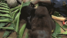 Tickling How One Orphaned Gorilla Inspired Her To Save Hundreds More GIF