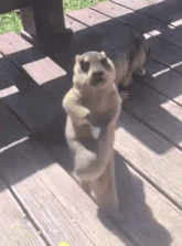 two meerkats are standing on their hind legs on a wooden deck .