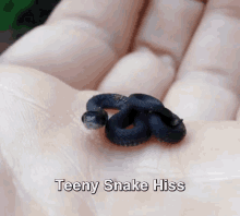 This Guy Just Wants To Be Snuggled. GIF - Hiss Tiny Aww GIFs