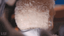 a close up of a teddy bear 's head with the letter w on the bottom right