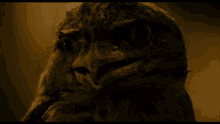 Owl Frog Dreaming GIF - Owl Frog Dreaming Brian Trenchard Smith GIFs