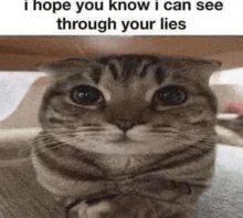 a cat with a caption that says `` i hope you know i can see through your lies '' is looking at the camera .