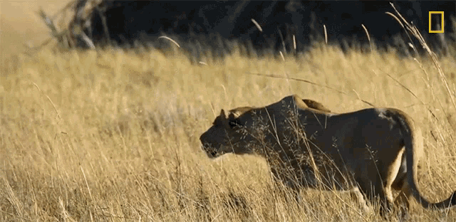 Lioness Hunting Savage Kingdom GIF - Lioness Hunting Savage Kingdom Hunt  Mode - Discover & Share GIFs