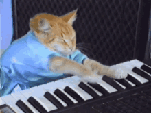 cat gato funny music musica