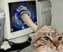 a cat is petting a person 's hand on a computer monitor